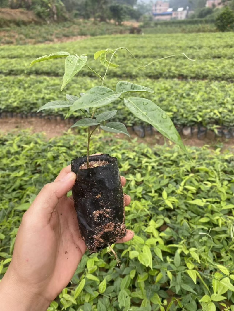 小叶牛大力苗