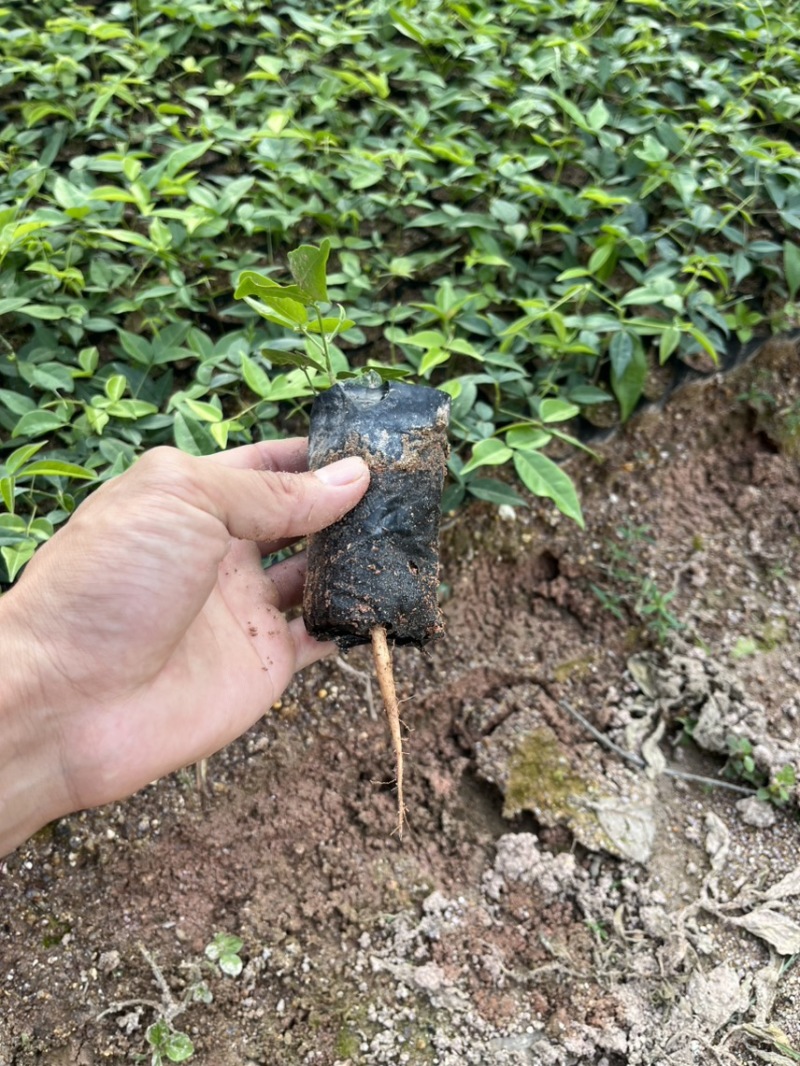 小叶牛大力苗