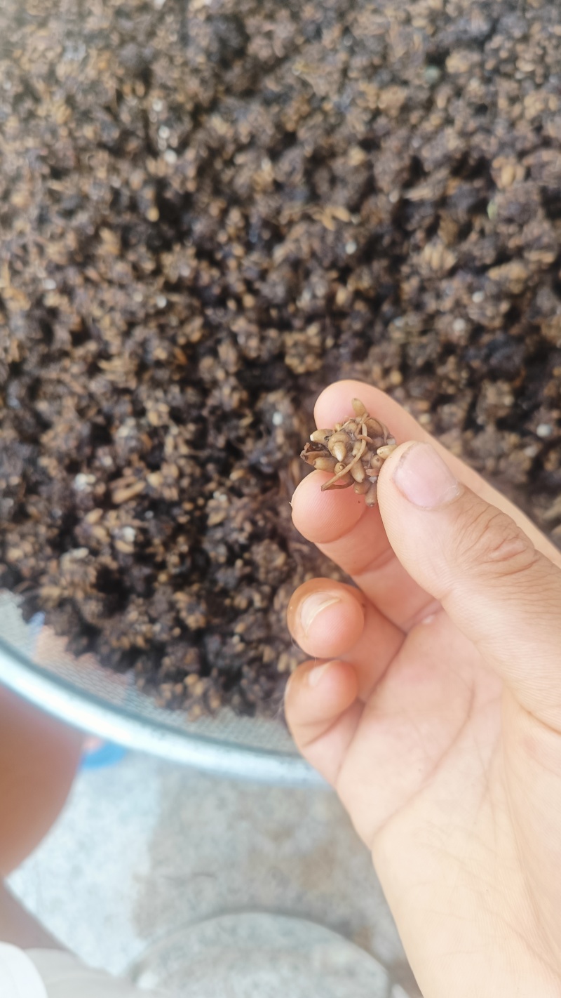 【热卖推荐】仿野生猫爪草产地直发量大从优可对接全国市场