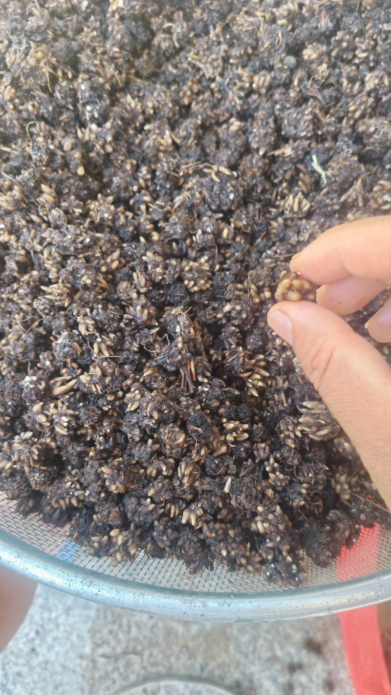 【热卖推荐】仿野生猫爪草产地直发量大从优可对接全国市场