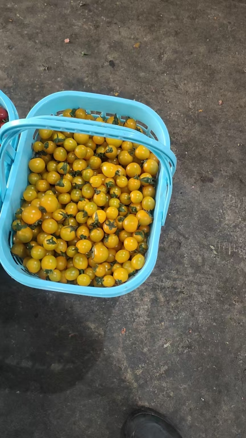 圣女果