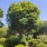 江苏桂花金桂规格齐全苗圃直销多年移植苗成活率高