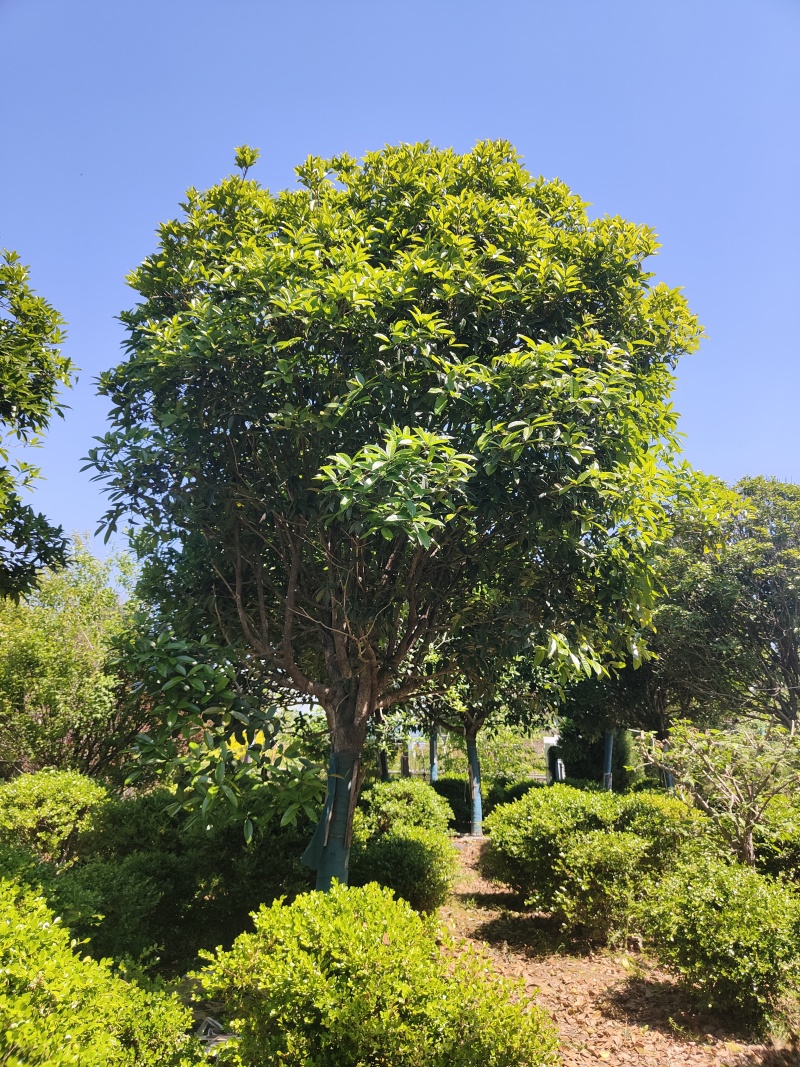 江苏桂花金桂规格齐全苗圃直销多年移植苗成活率高