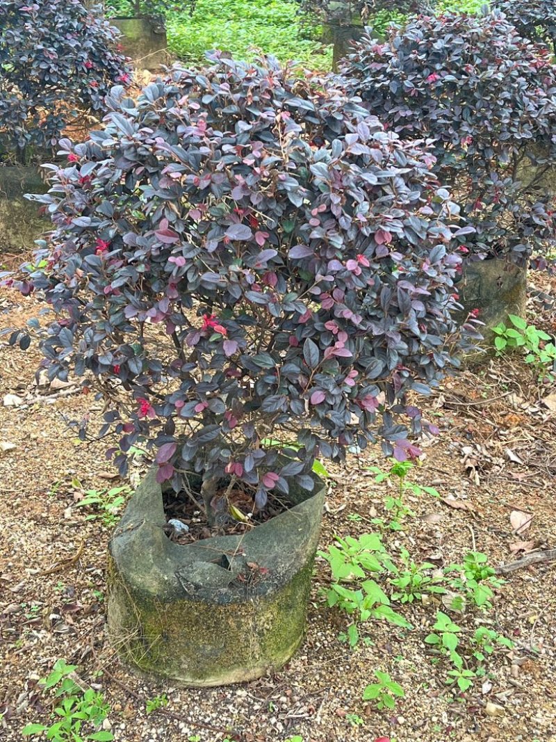 红继木/红花继木/