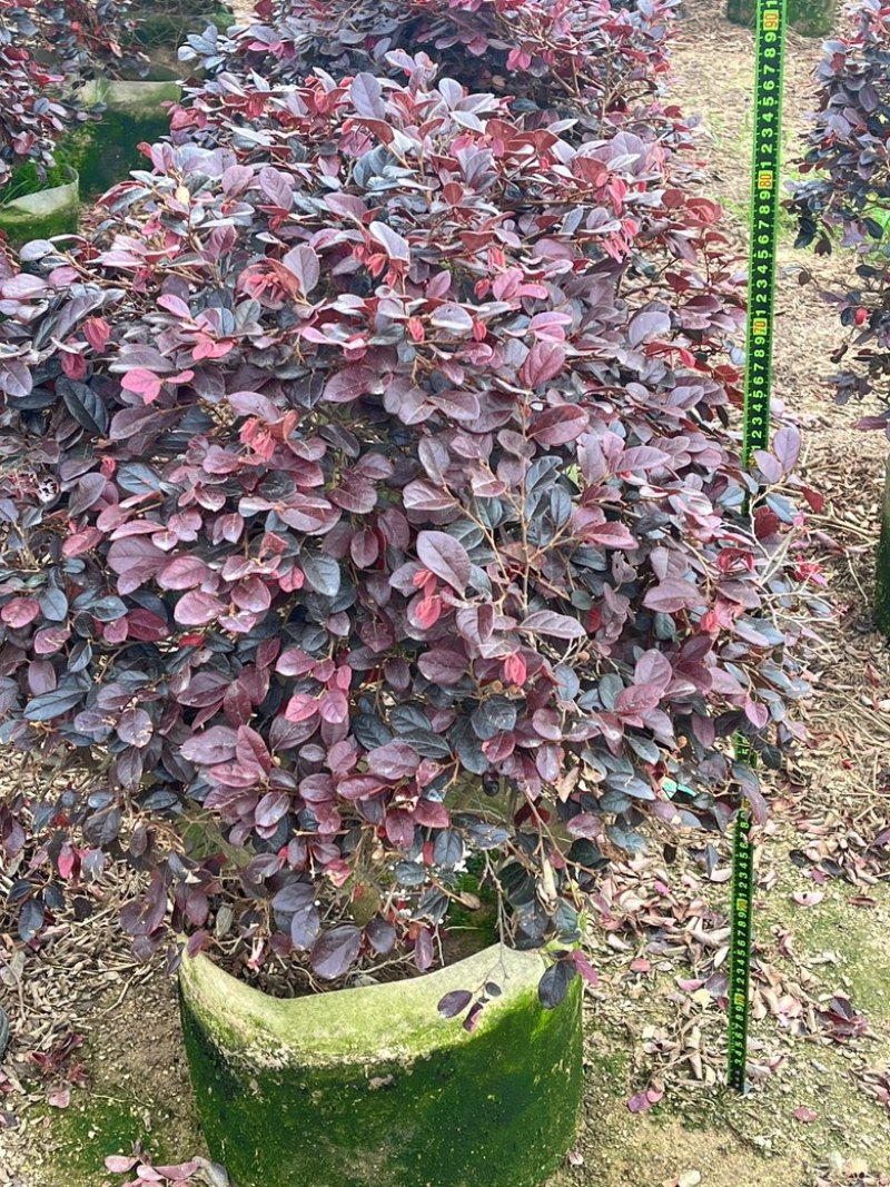 红继木/红花继木/