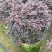 红继木/红花继木/