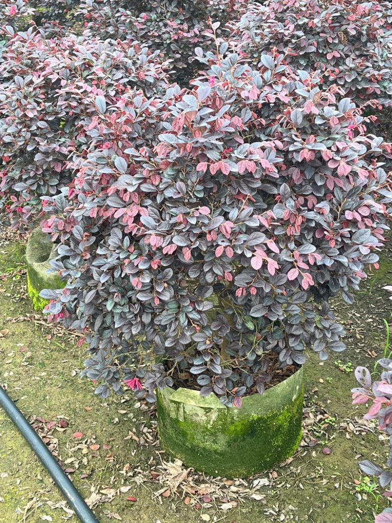 红继木/红花继木/