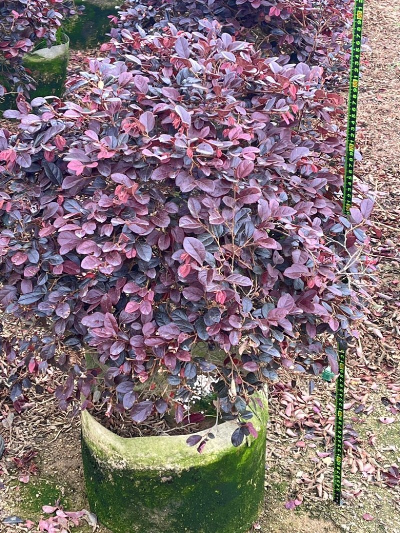 红继木/红花继木/