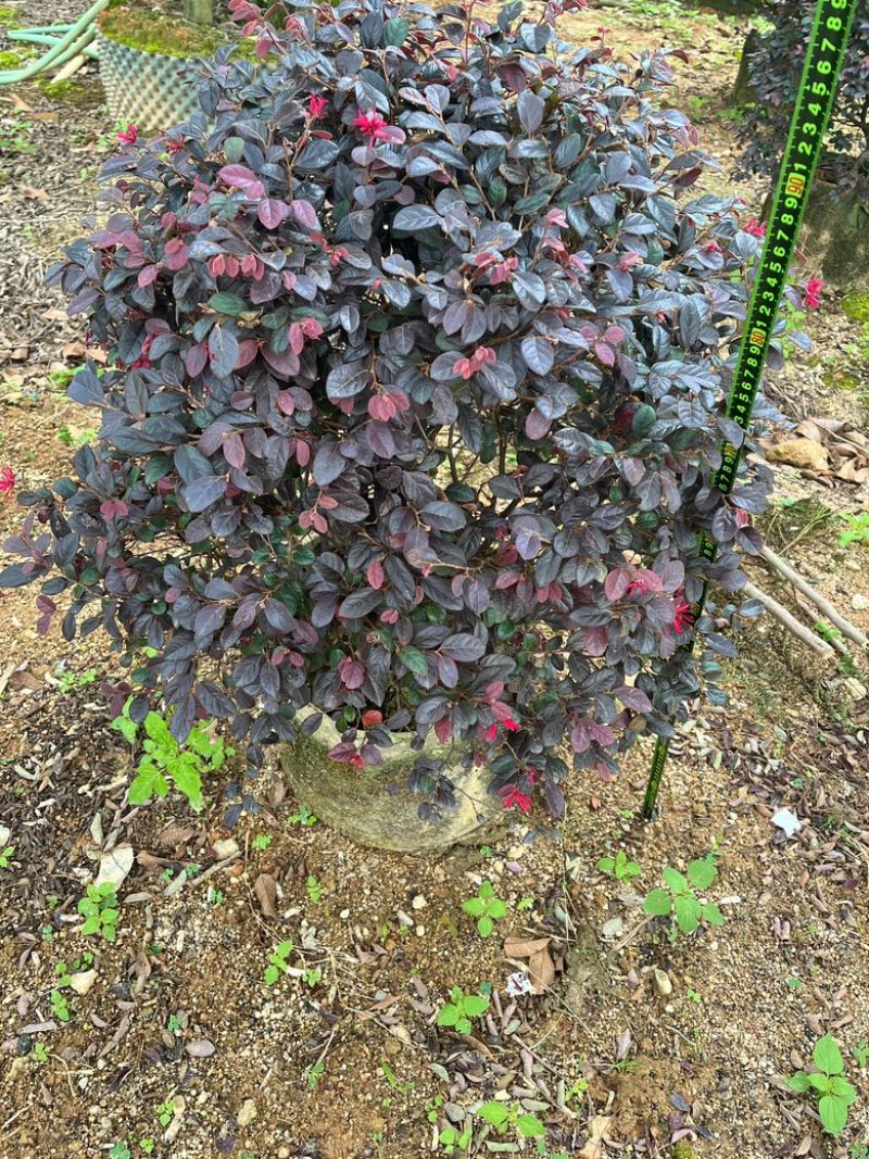 红继木/红花继木/