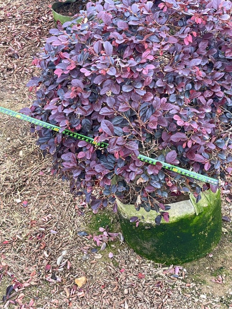 红继木/红花继木/
