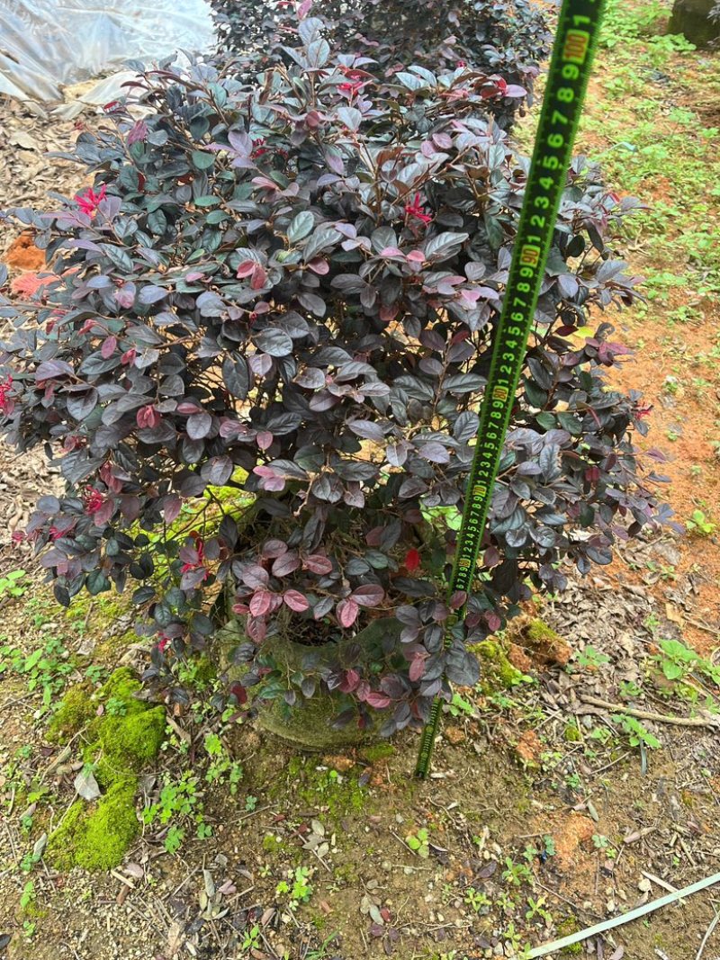 红继木/红花继木/