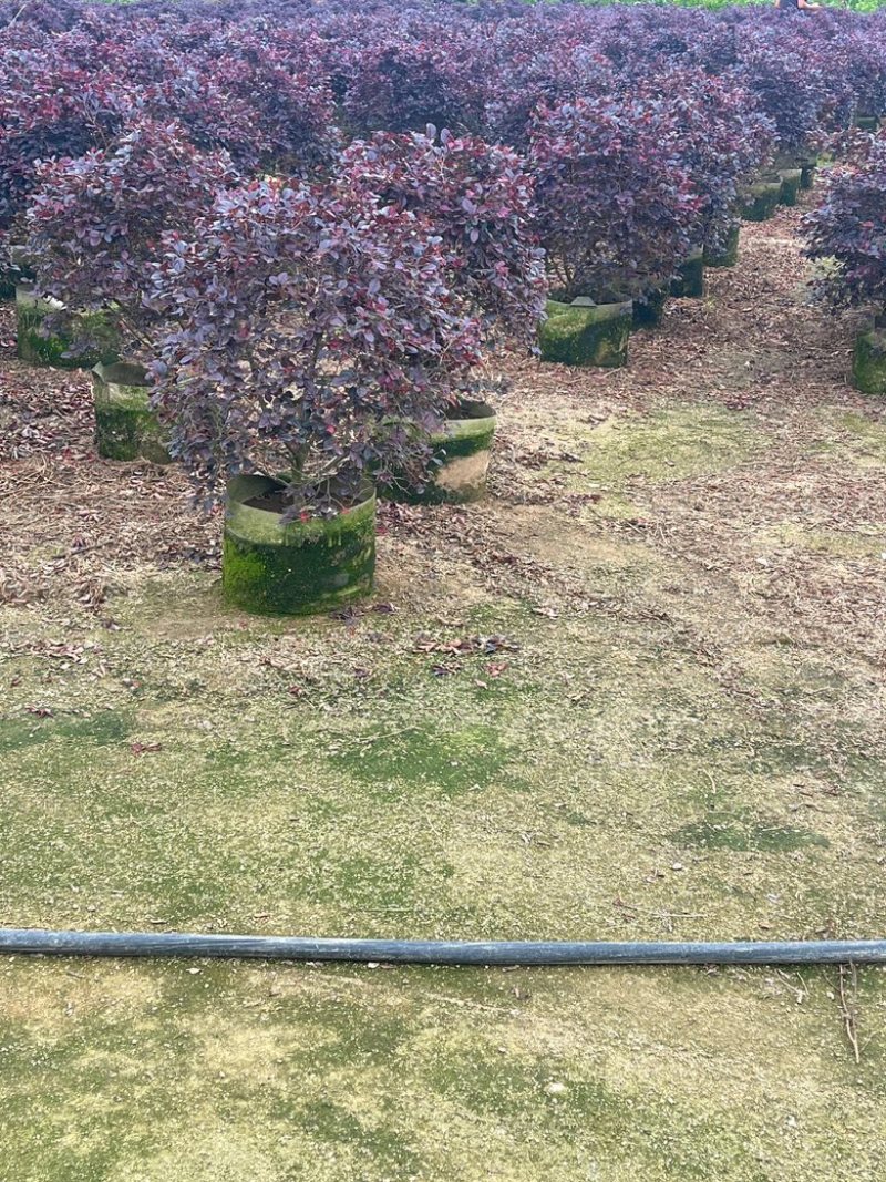 红继木/红花继木/