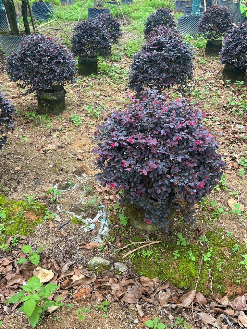 红继木/红花继木/