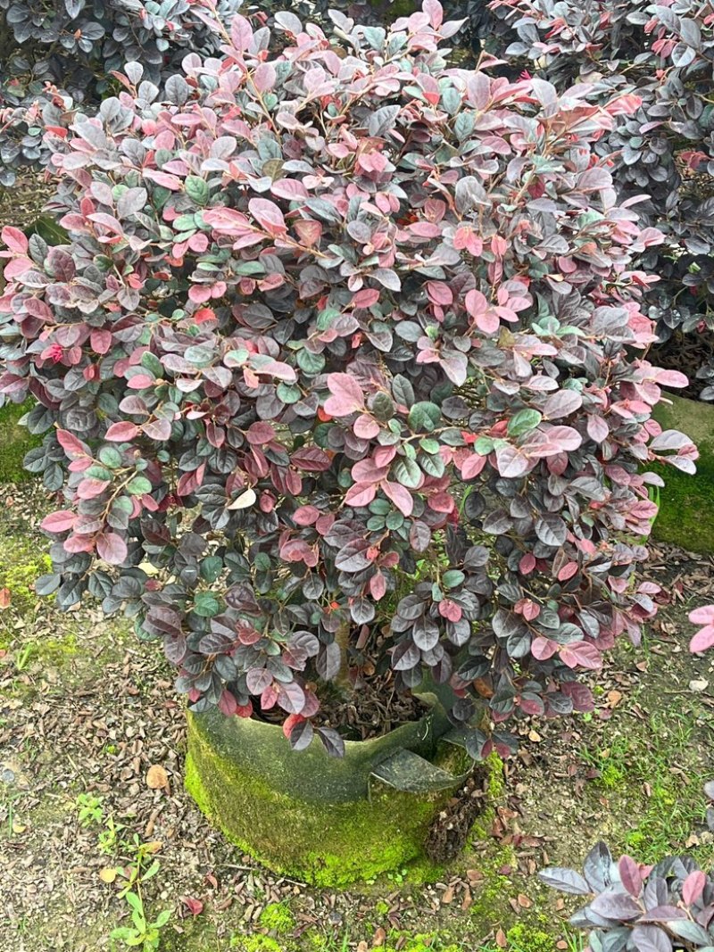 红继木/红花继木/