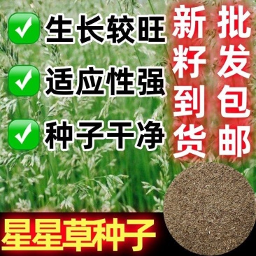 野生星星草种子小花多年生草本植物籽碱茅草抗旱耐寒庭院景观