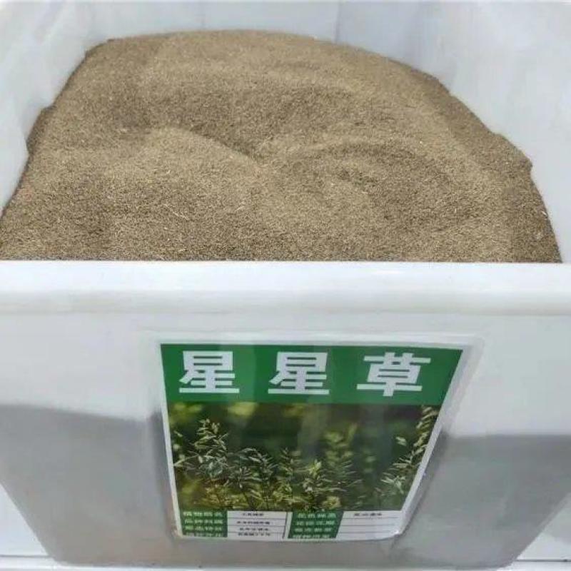 野生星星草种子小花多年生草本植物籽碱茅草抗旱耐寒庭院景观