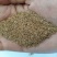野生星星草种子小花多年生草本植物籽碱茅草抗旱耐寒庭院景观