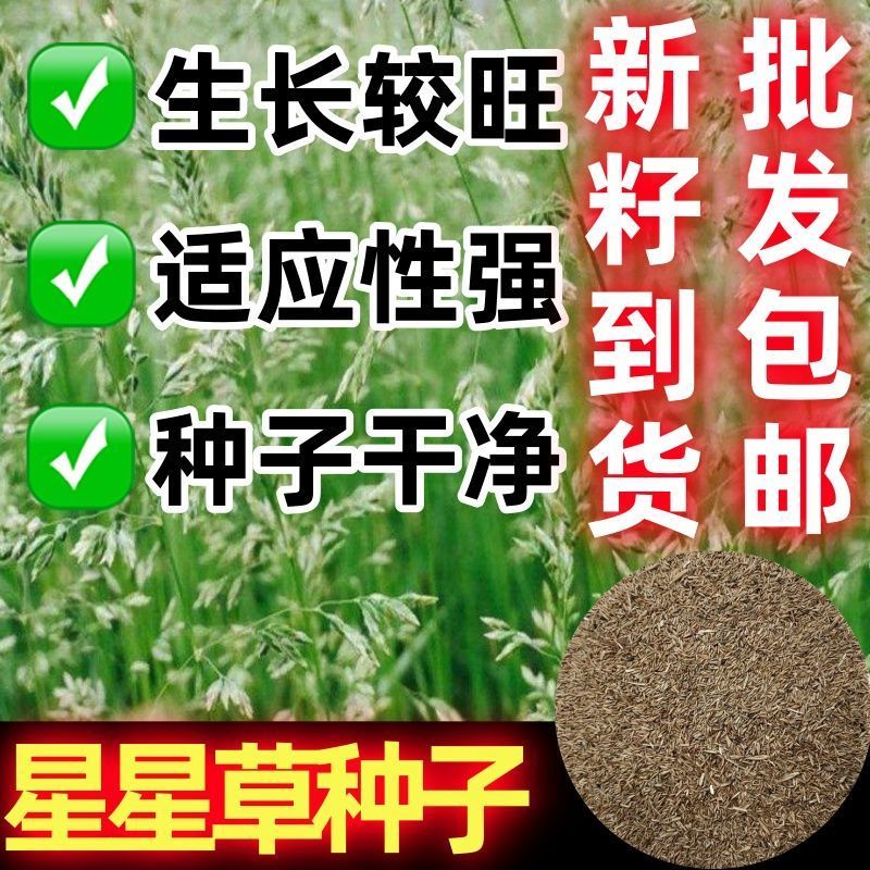 野生星星草种子小花多年生草本植物籽碱茅草抗旱耐寒庭院景观