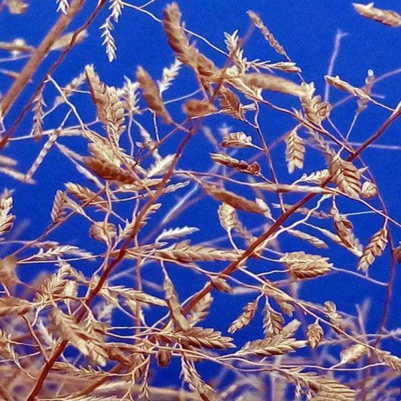 野生星星草种子小花多年生草本植物籽碱茅草抗旱耐寒庭院景观