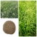 野生星星草种子小花多年生草本植物籽碱茅草抗旱耐寒庭院景观