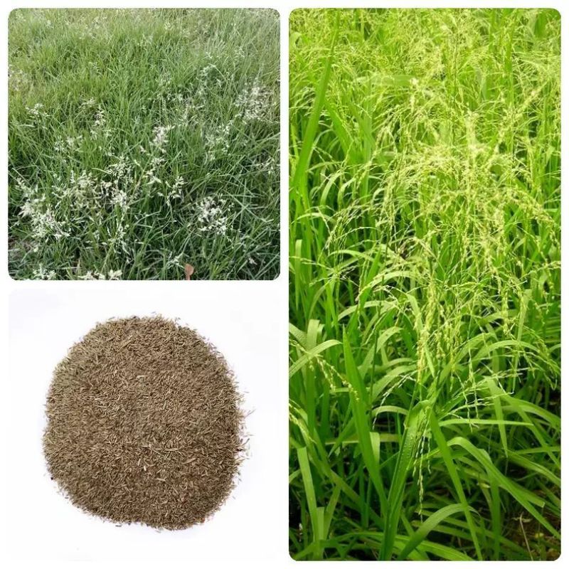 野生星星草种子小花多年生草本植物籽碱茅草抗旱耐寒庭院景观