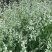 野生星星草种子小花多年生草本植物籽碱茅草抗旱耐寒庭院景观