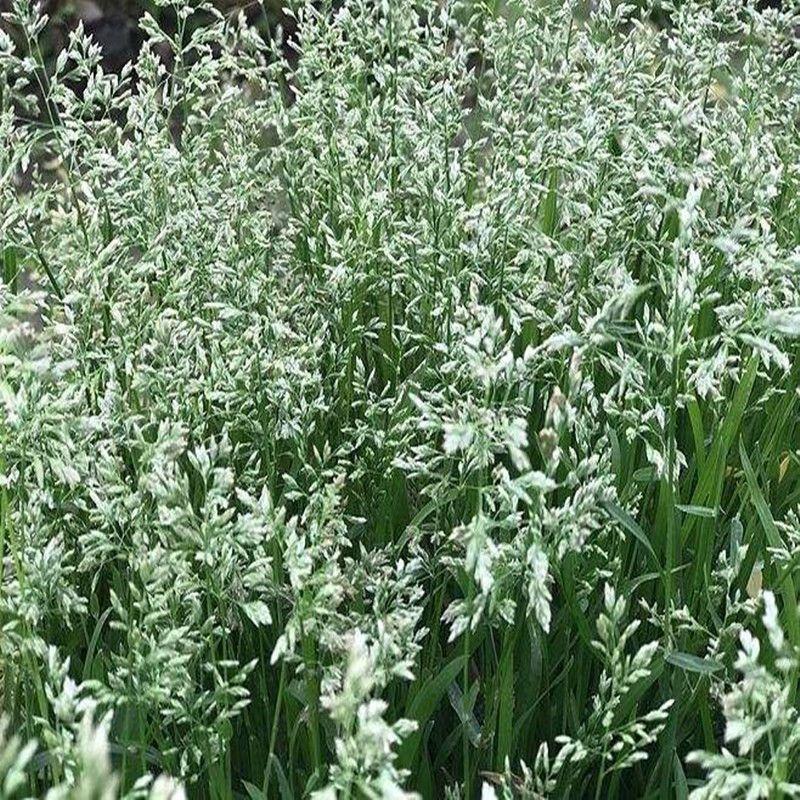 野生星星草种子小花多年生草本植物籽碱茅草抗旱耐寒庭院景观