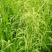 野生星星草种子小花多年生草本植物籽碱茅草抗旱耐寒庭院景观