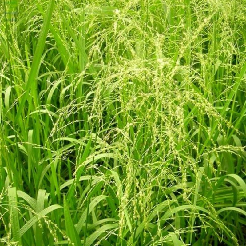 野生星星草种子小花多年生草本植物籽碱茅草抗旱耐寒庭院景观