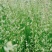 野生星星草种子小花多年生草本植物籽碱茅草抗旱耐寒庭院景观