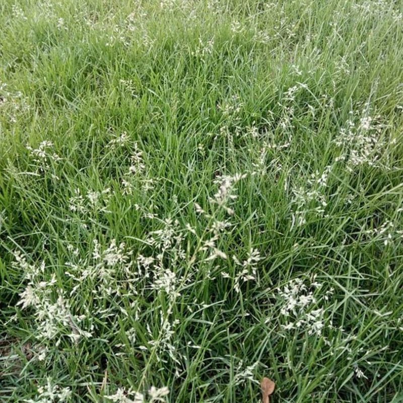 野生星星草种子小花多年生草本植物籽碱茅草抗旱耐寒庭院景观