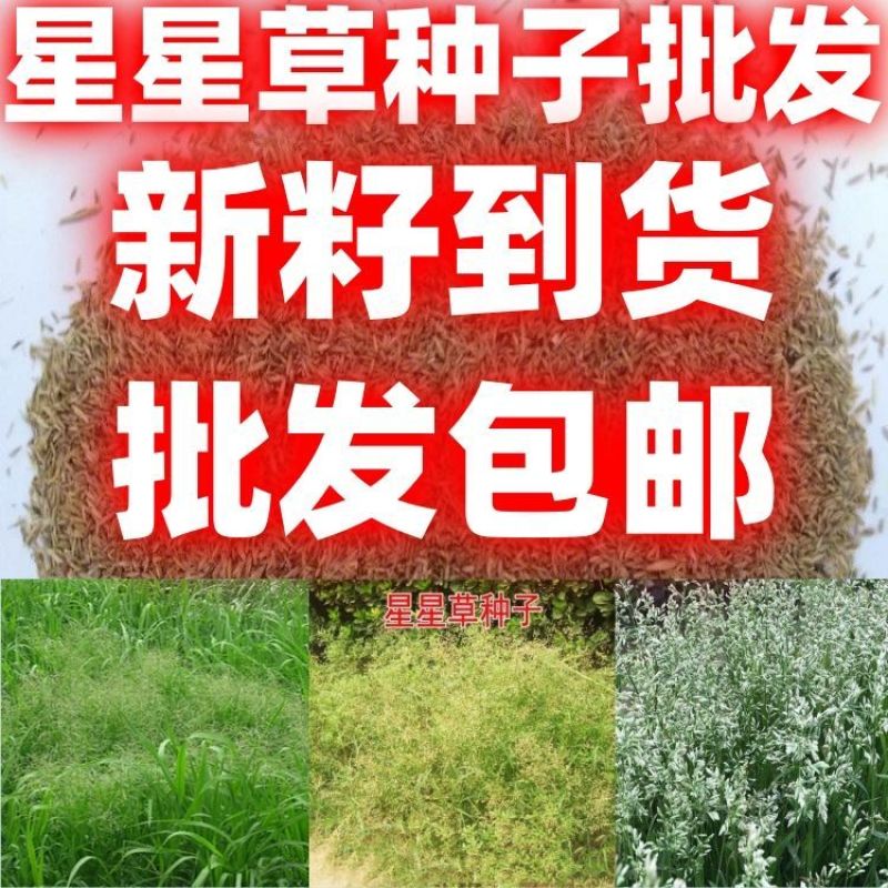 野生星星草种子小花多年生草本植物籽碱茅草抗旱耐寒庭院景观