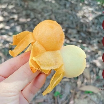 塘栖枇杷