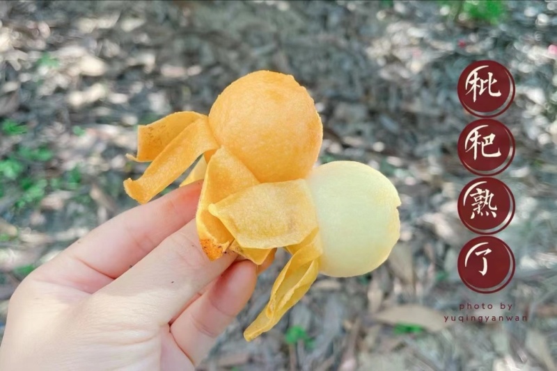 塘栖枇杷