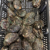 有机活鲍可溯源规格齐全对接各大商超量大从优