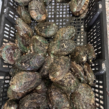 有机活鲍可溯源规格齐全对接各大商超量大从优