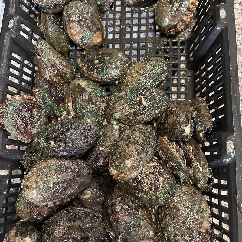 有机活鲍可溯源规格齐全对接各大商超量大从优