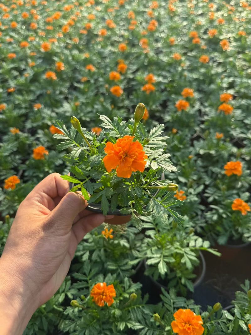 观花植物孔雀草120杯、180杯，基地有量，欢迎订购。