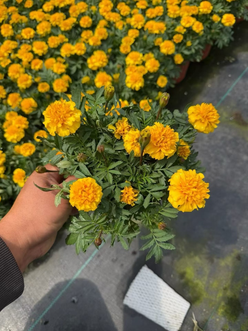 观花植物孔雀草120杯、180杯，基地有量，欢迎订购。