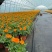 观花植物孔雀草120杯、180杯，基地有量，欢迎订购。