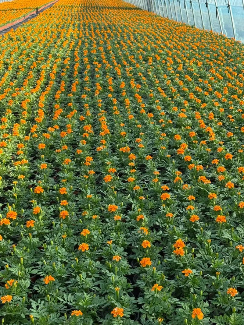 观花植物孔雀草120杯、180杯，基地有量，欢迎订购。