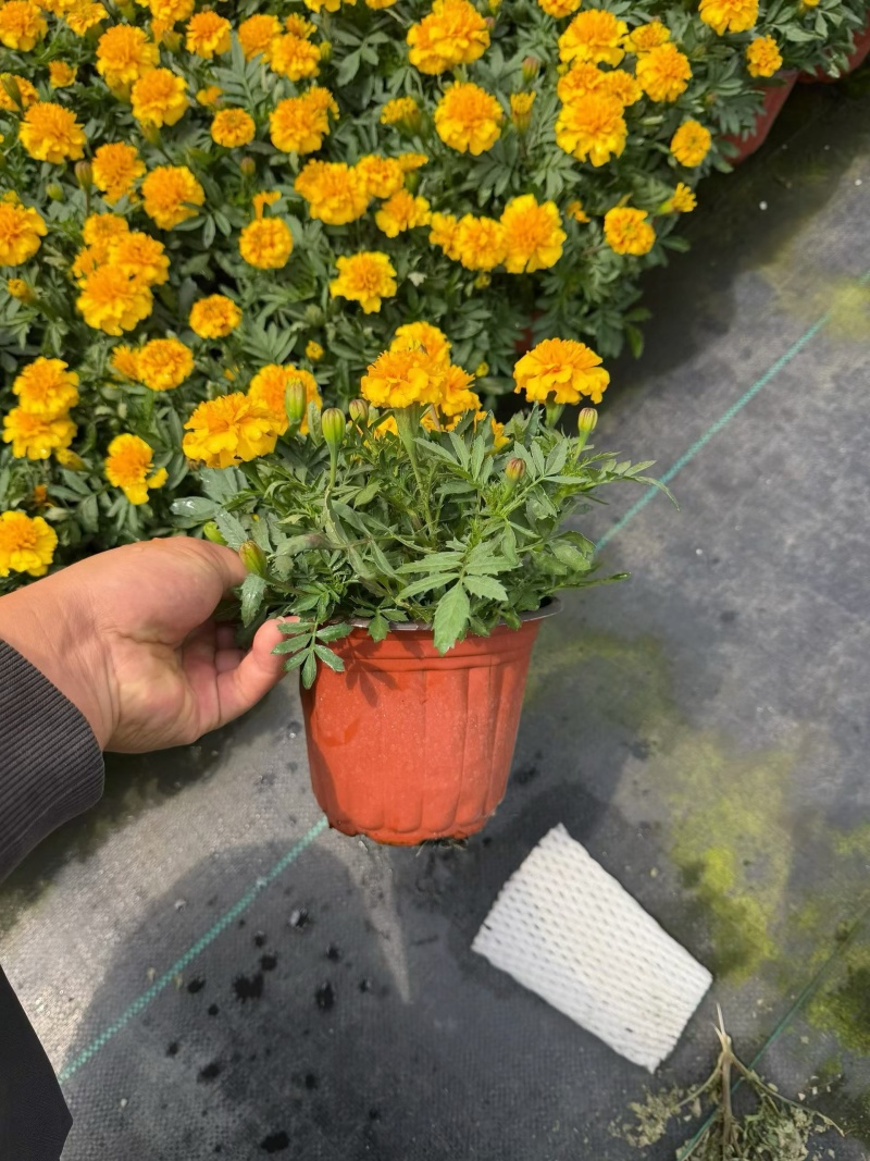 观花植物孔雀草120杯、180杯，基地有量，欢迎订购。