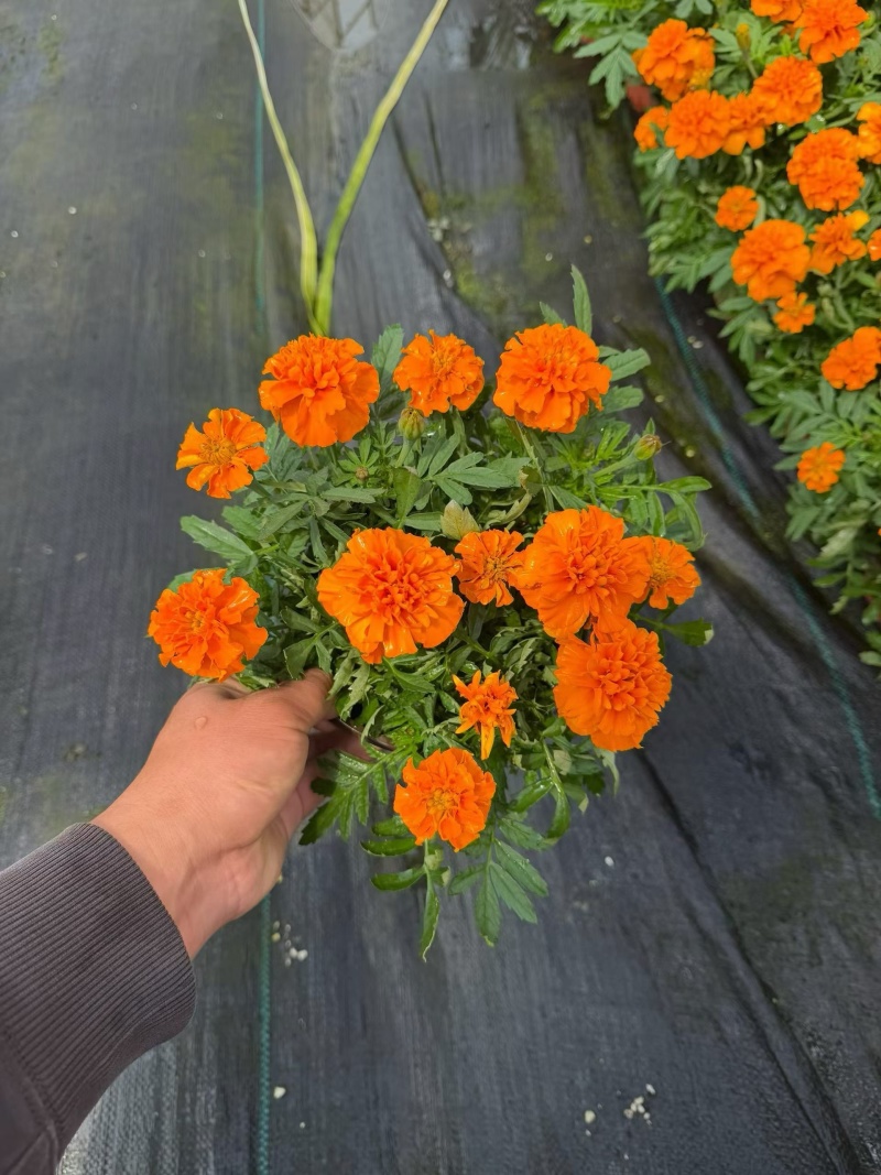 观花植物孔雀草120杯、180杯，基地有量，欢迎订购。