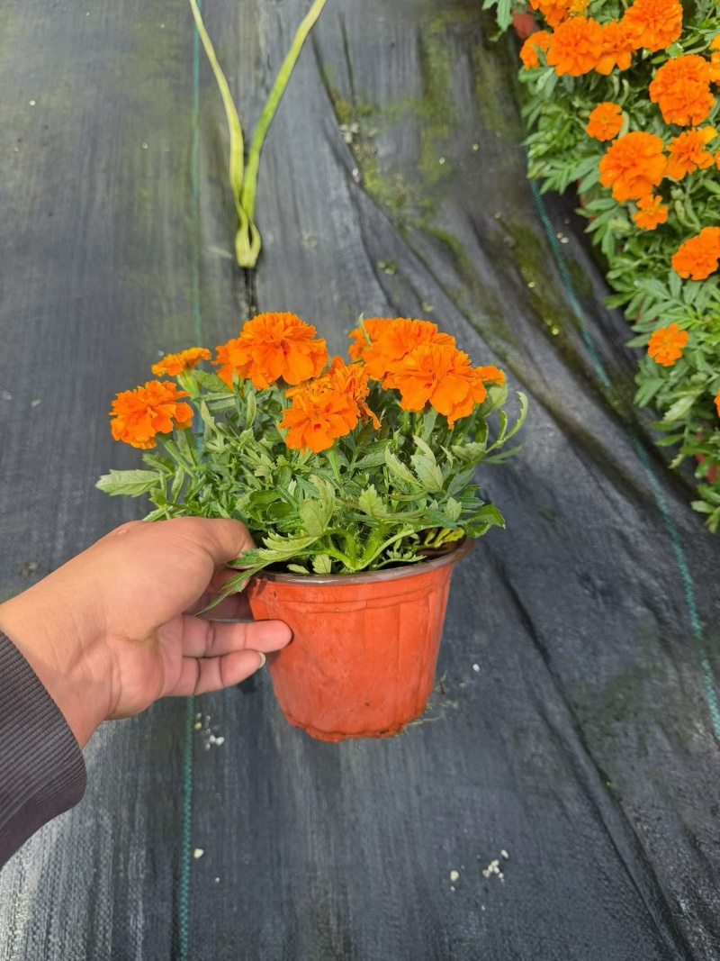 观花植物孔雀草120杯、180杯，基地有量，欢迎订购。