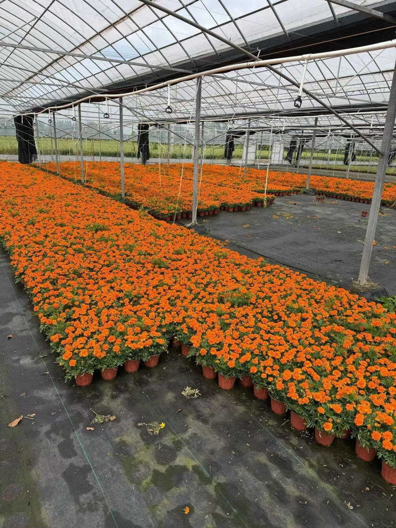 观花植物孔雀草120杯、180杯，基地有量，欢迎订购。