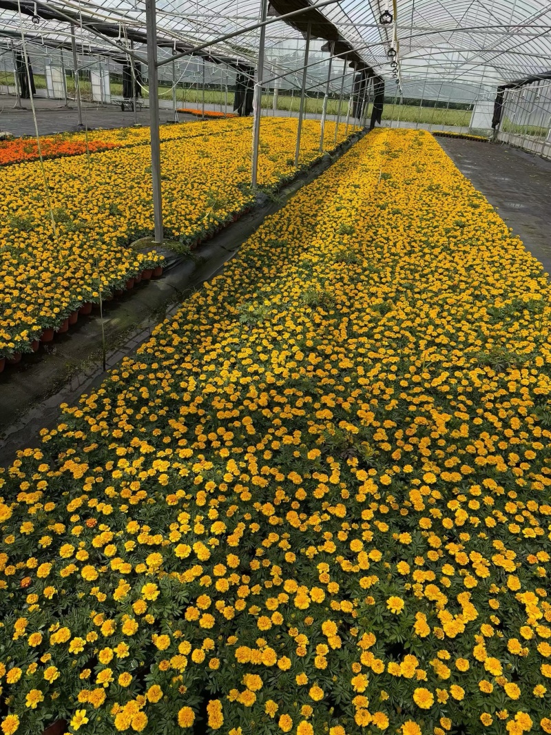 观花植物孔雀草120杯、180杯，基地有量，欢迎订购。