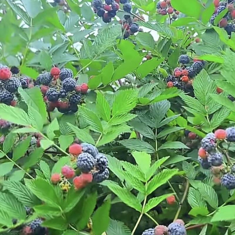 新品种无敕黑树梅