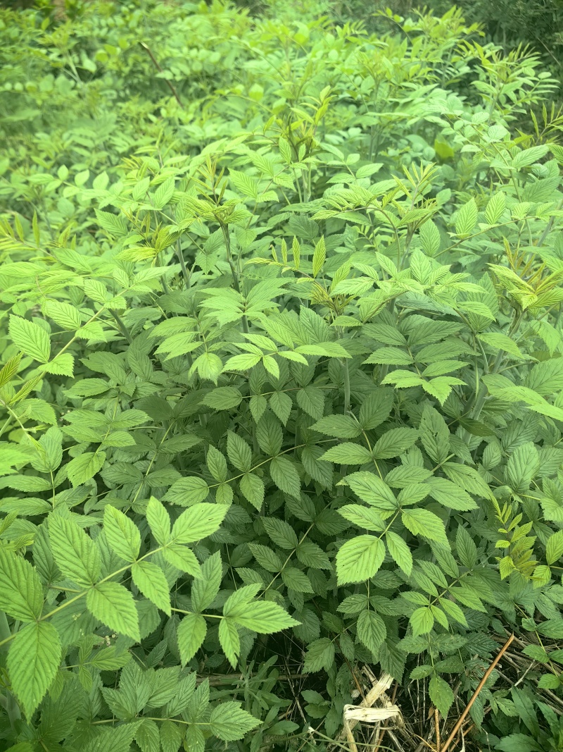 新品种无敕黑树梅