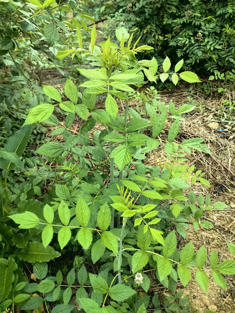 新品种无敕黑树梅