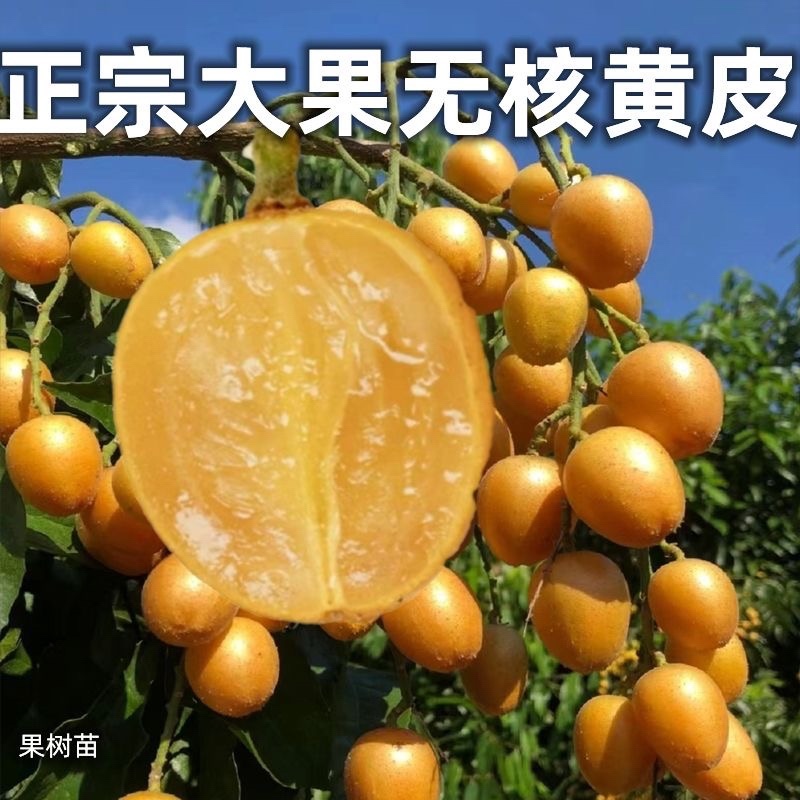 无籽黄皮/大果品种/12块/棵基地价